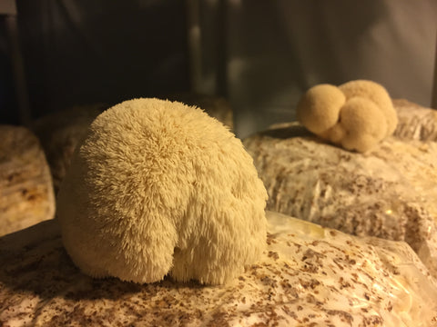 Meet the Lion's Mane Mushroom Look Alkes - AdaptogenShrooms - Lion's Mane Mushroom