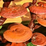 Reishi-Mushroom-Skin-Benefits-The-Ultimate-Guide.jpg